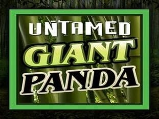 Untamed - Giant Panda game thumbnail